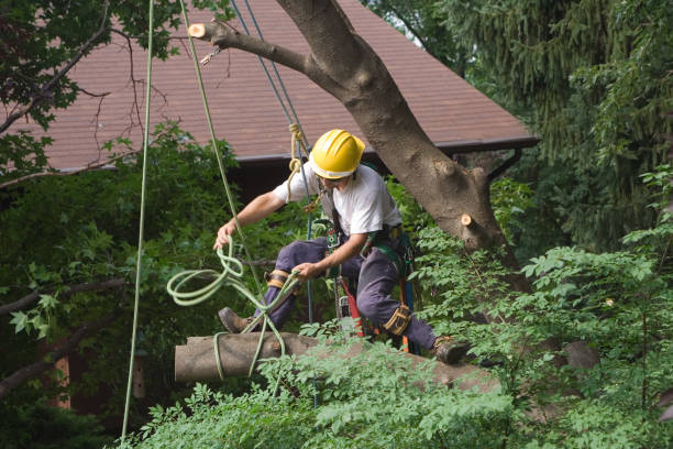 Thruston, KY Tree Care Company